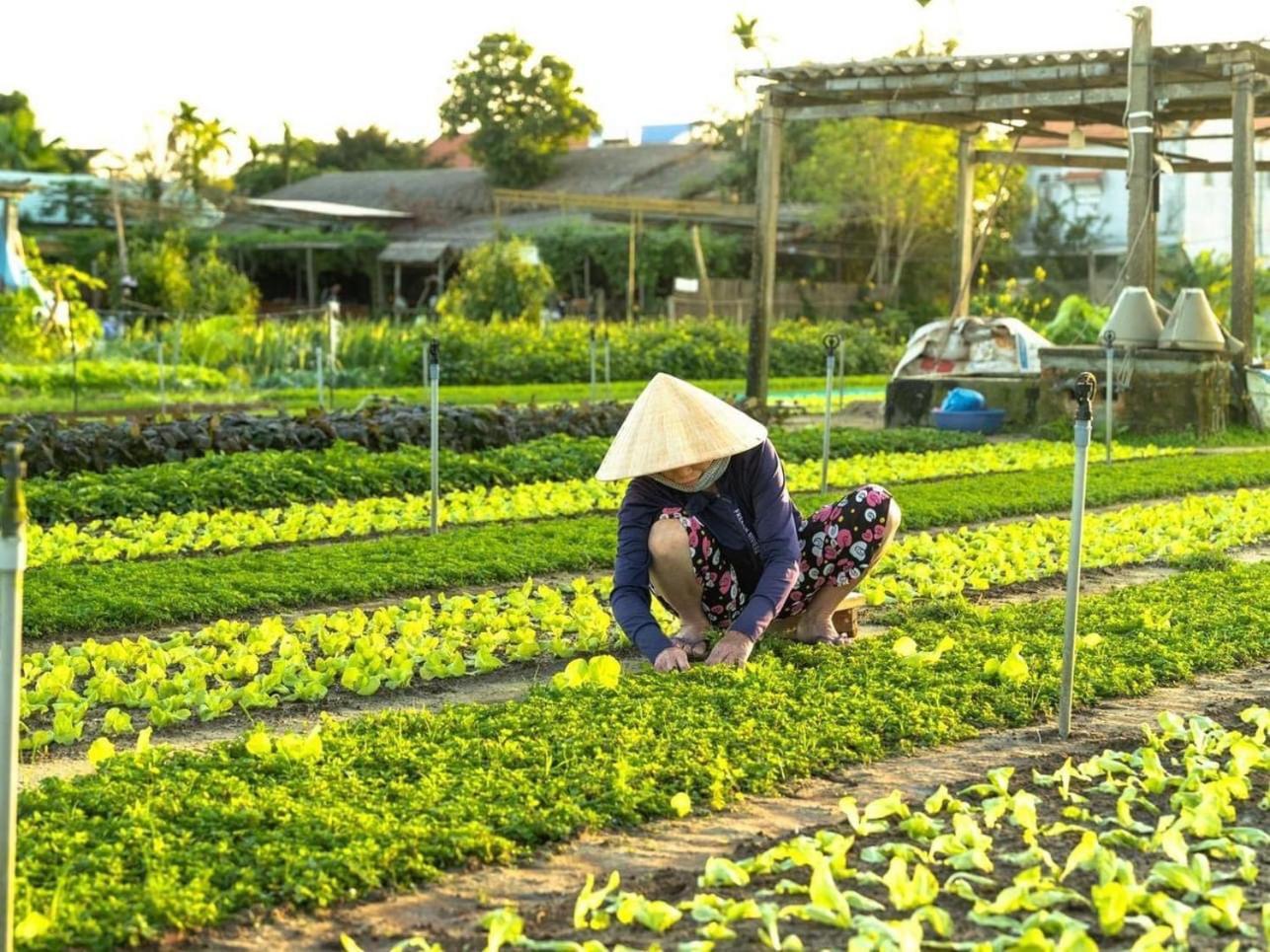 Appartamento Hoi An Cabbage Garden Esterno foto